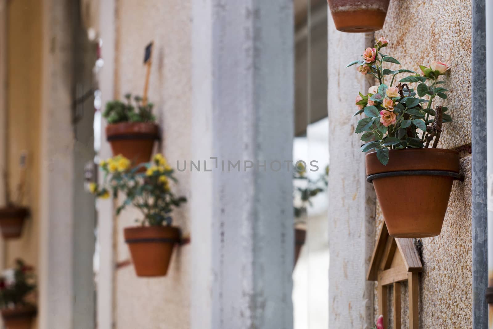 Close up view of beautiful decorative flower vases on the street.