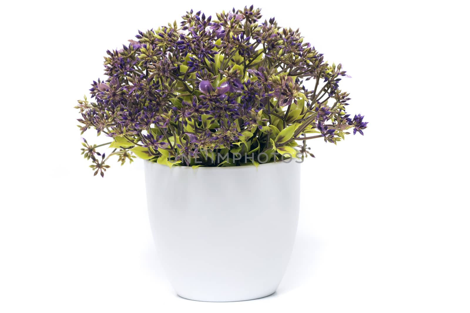 fake plastic plant isolated on a white background.
