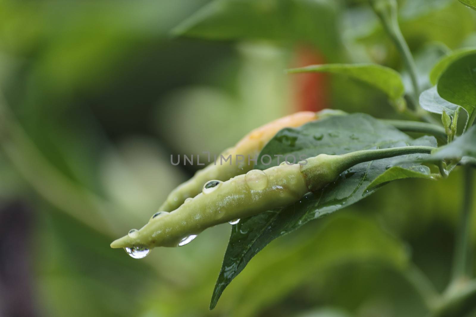 Fresh chili after getting rain water.