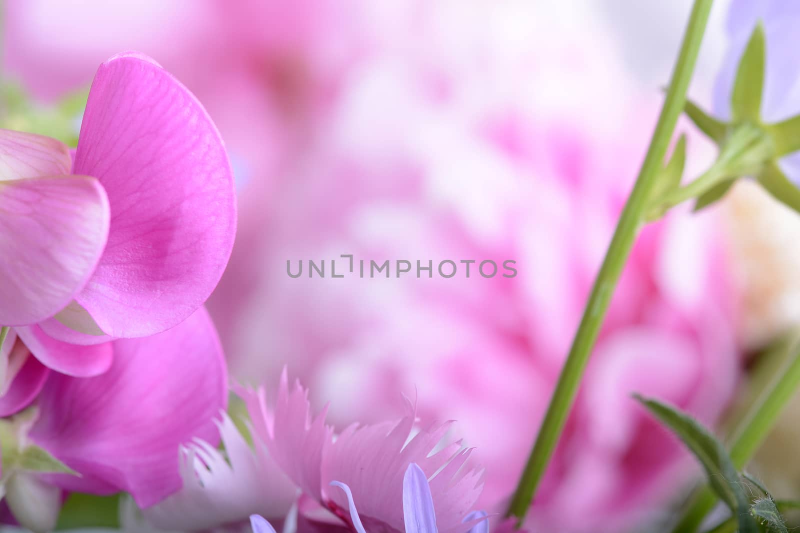 Beautiful pink flowers and green leaves close up