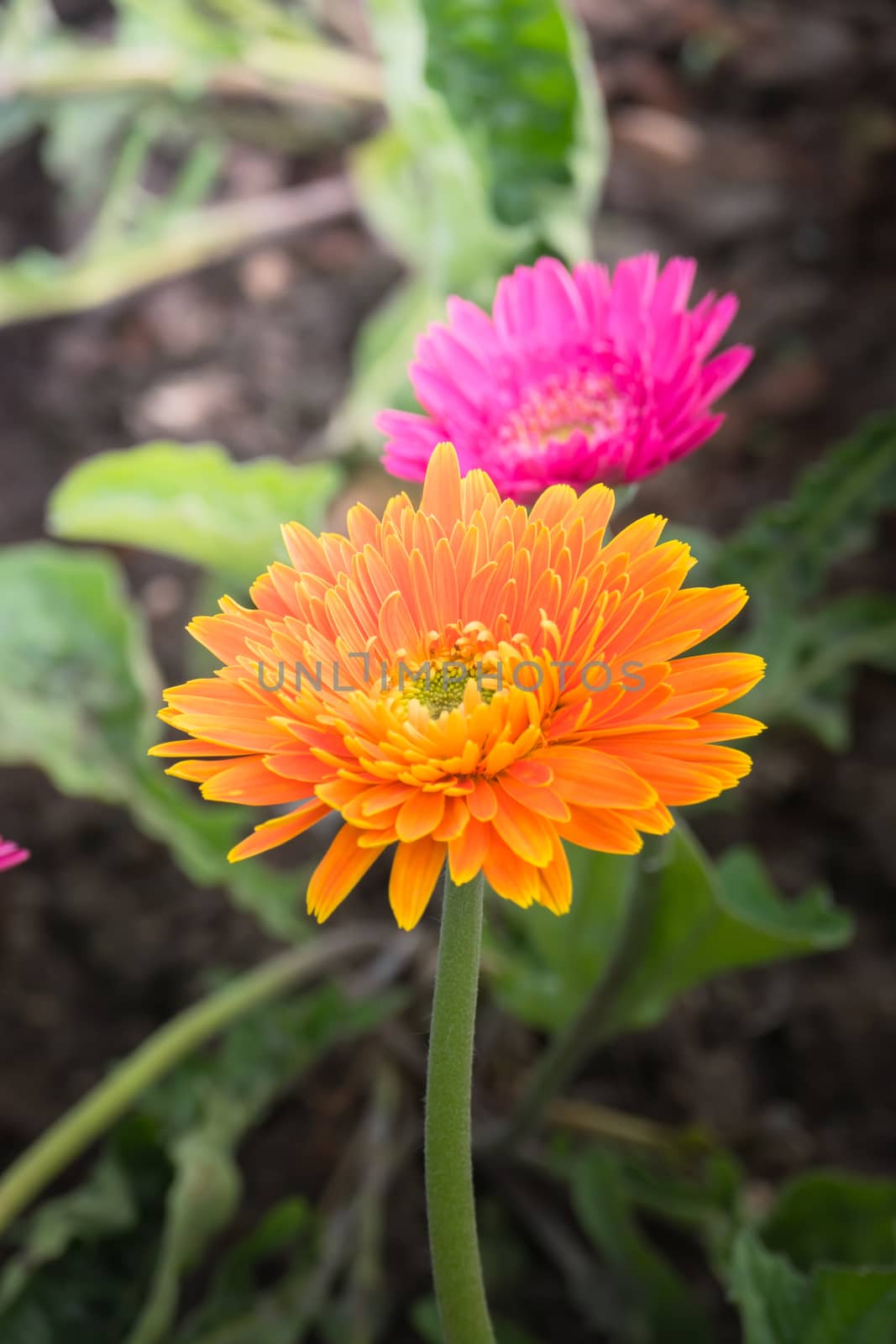 The background image of the colorful flowers, background nature