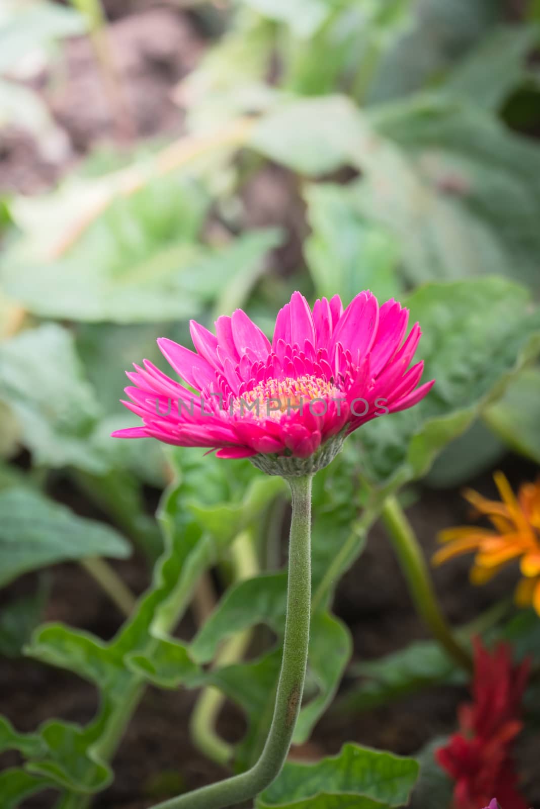 The background image of the colorful flowers, background nature