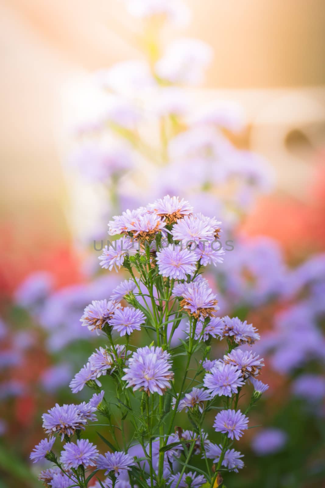 The background image of the colorful flowers, background nature