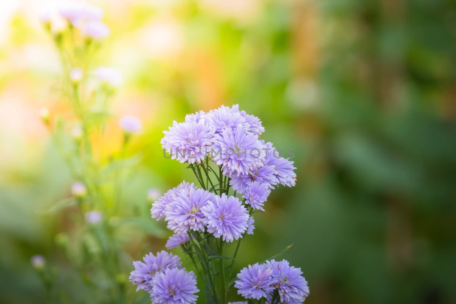 The background image of the colorful flowers, background nature