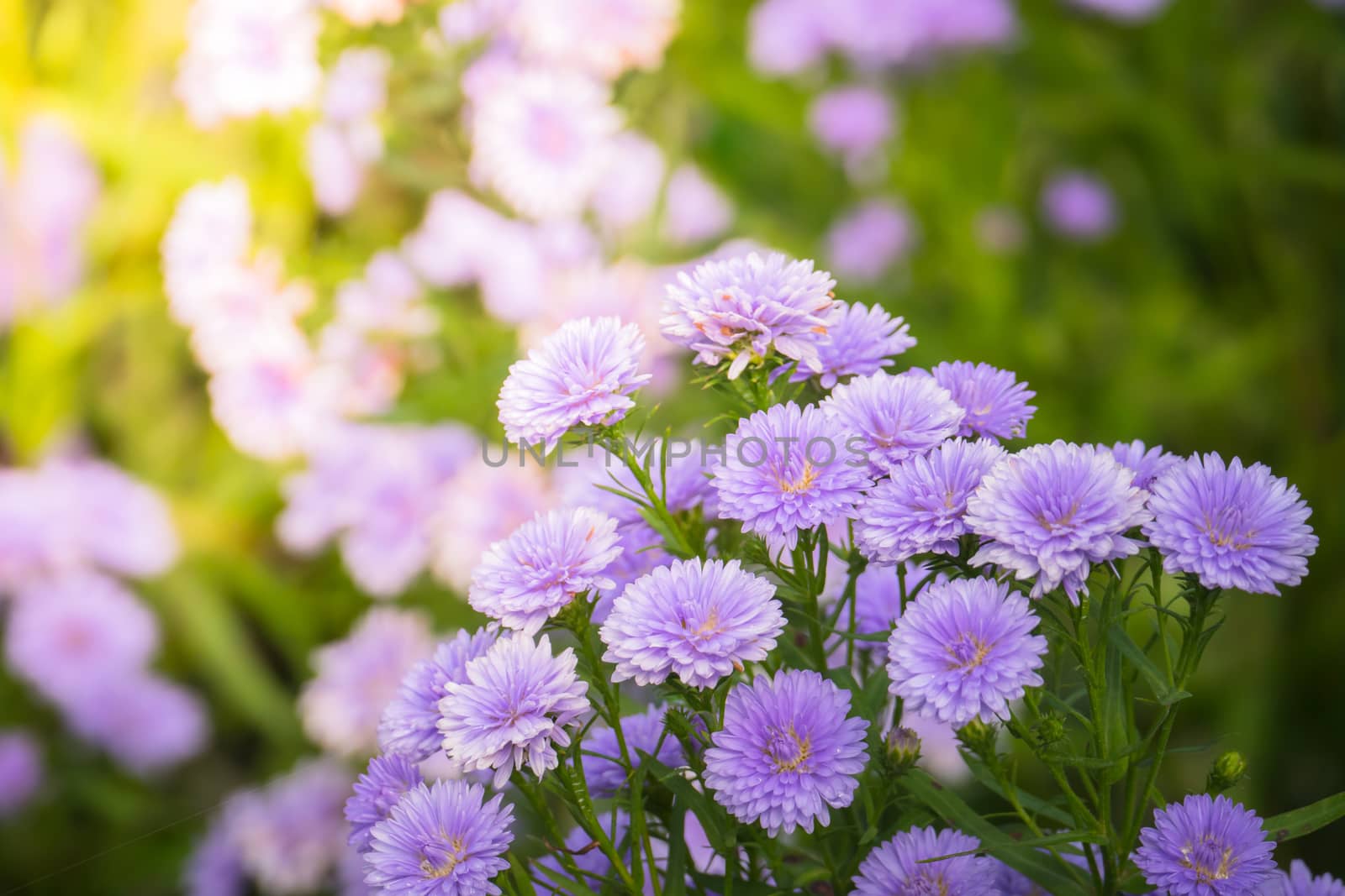 The background image of the colorful flowers, background nature