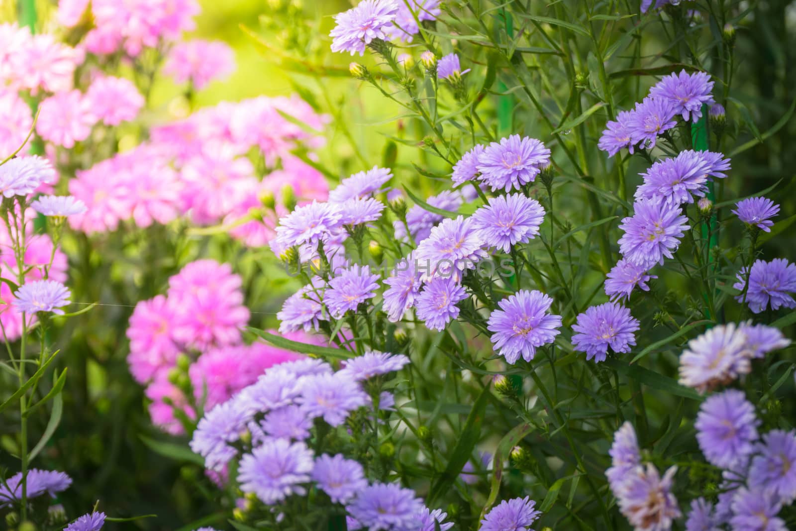 The background image of the colorful flowers, background nature