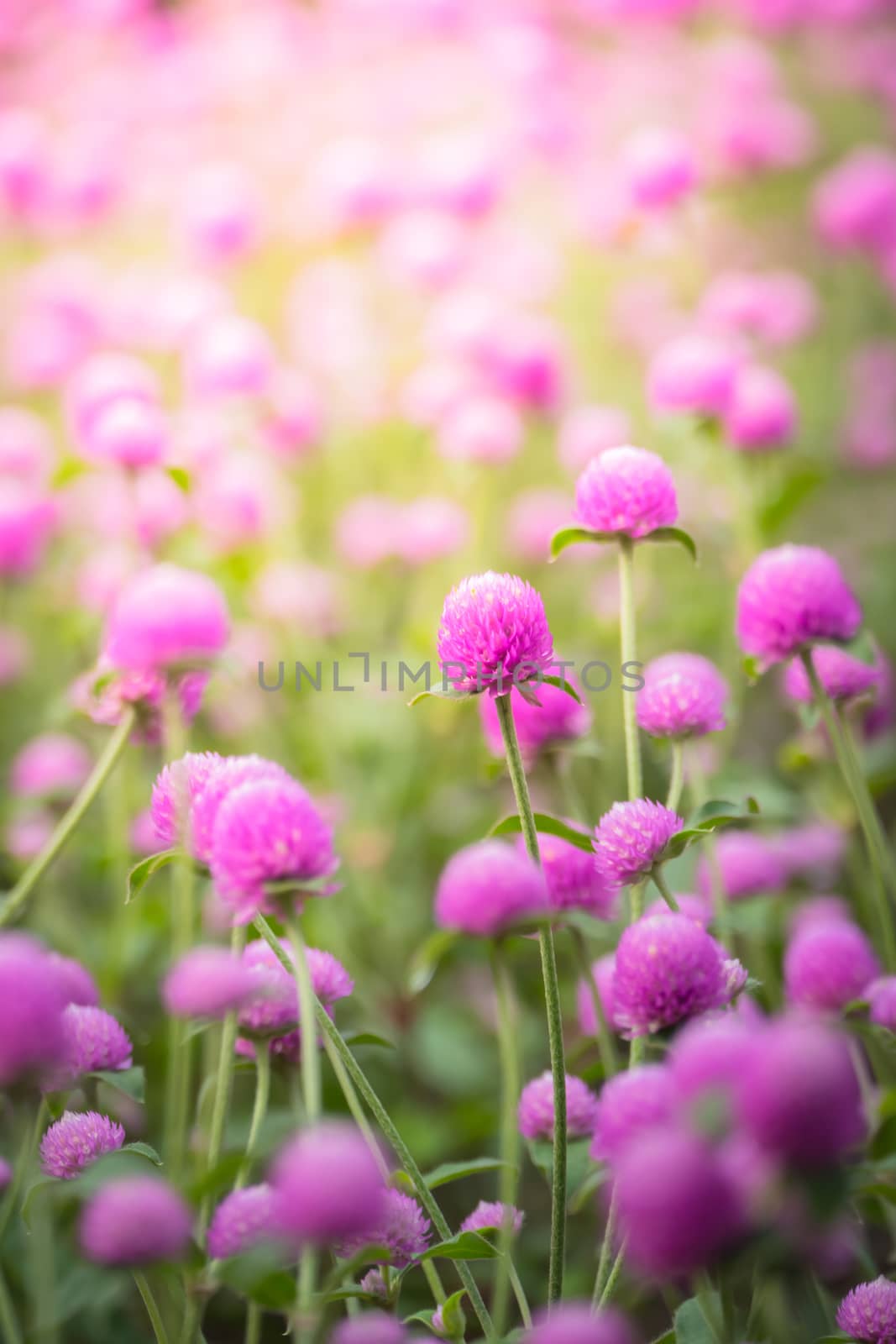 The background image of the colorful flowers, background nature