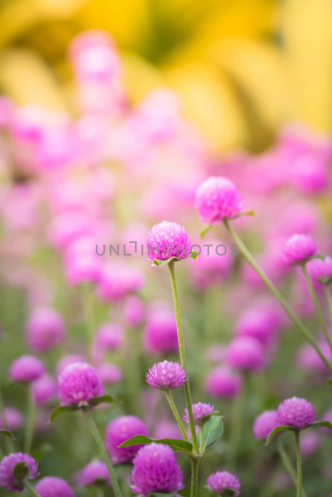 The background image of the colorful flowers, background nature