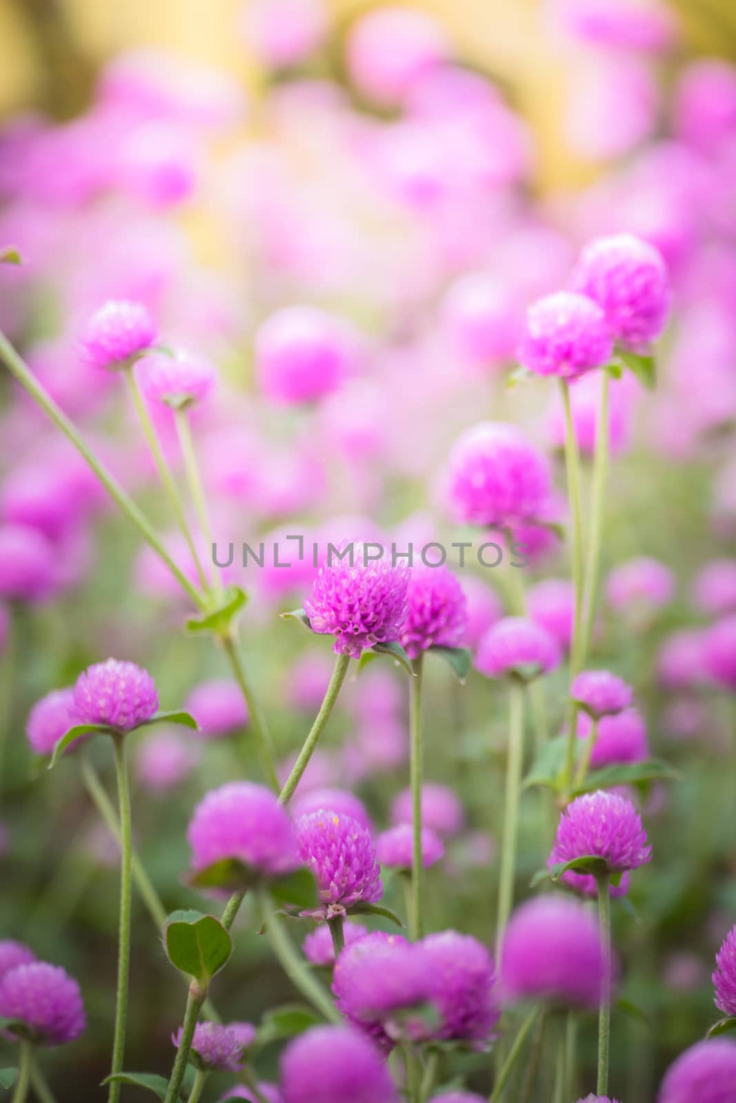 The background image of the colorful flowers, background nature