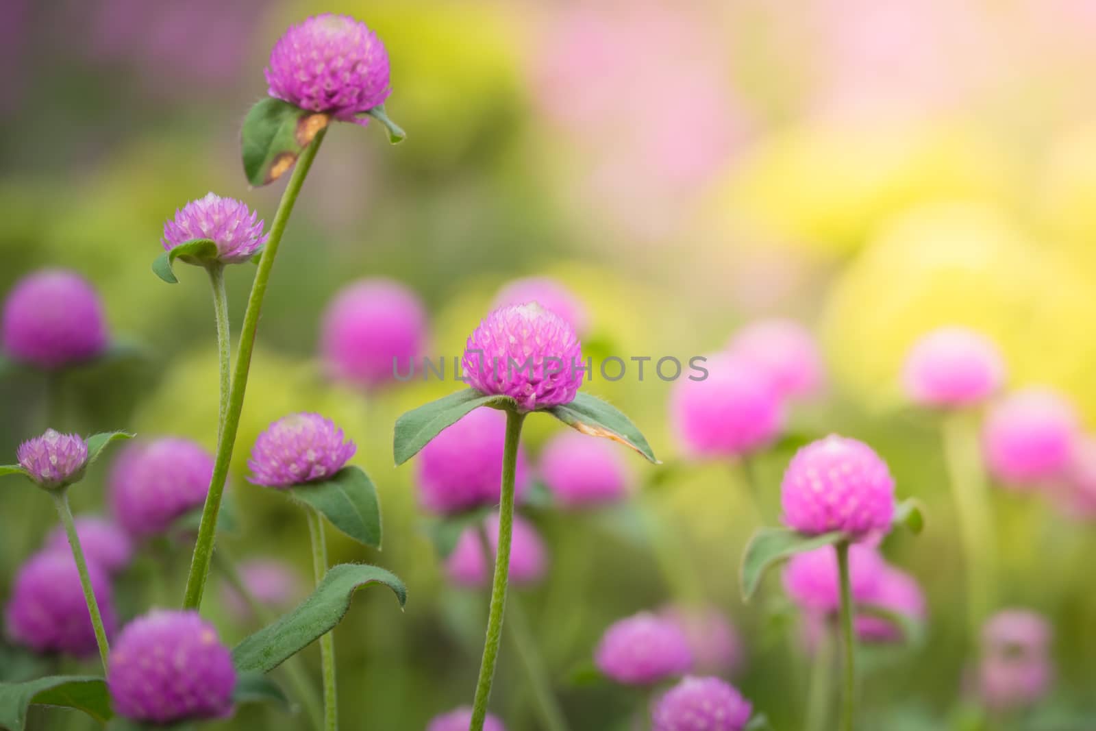 The background image of the colorful flowers, background nature