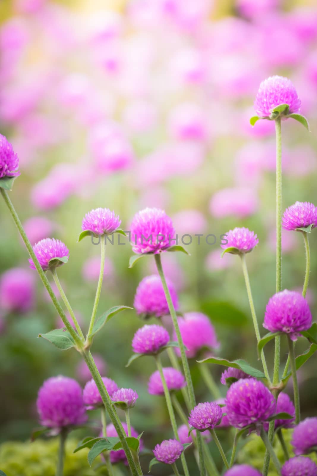 The background image of the colorful flowers, background nature