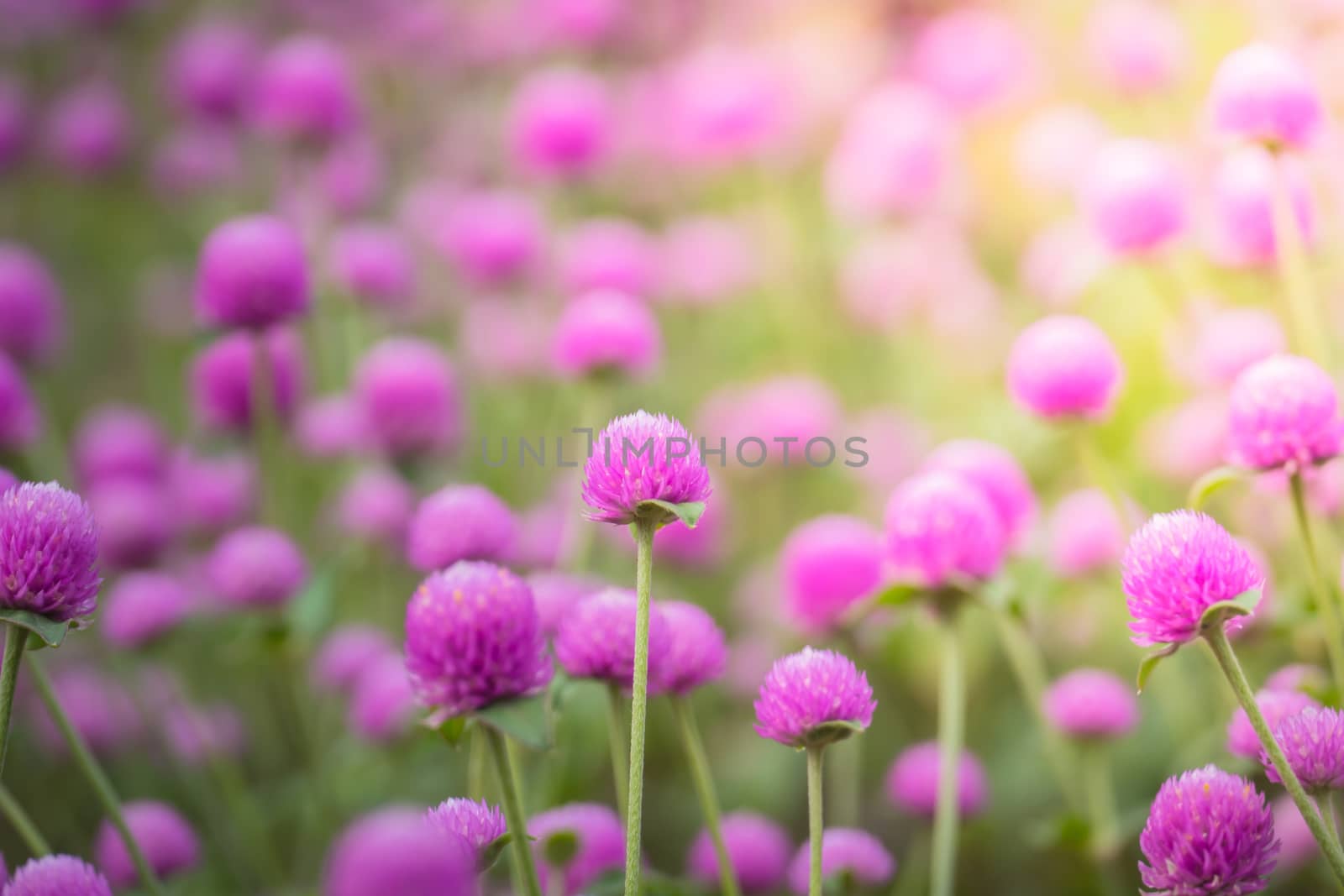 The background image of the colorful flowers, background nature