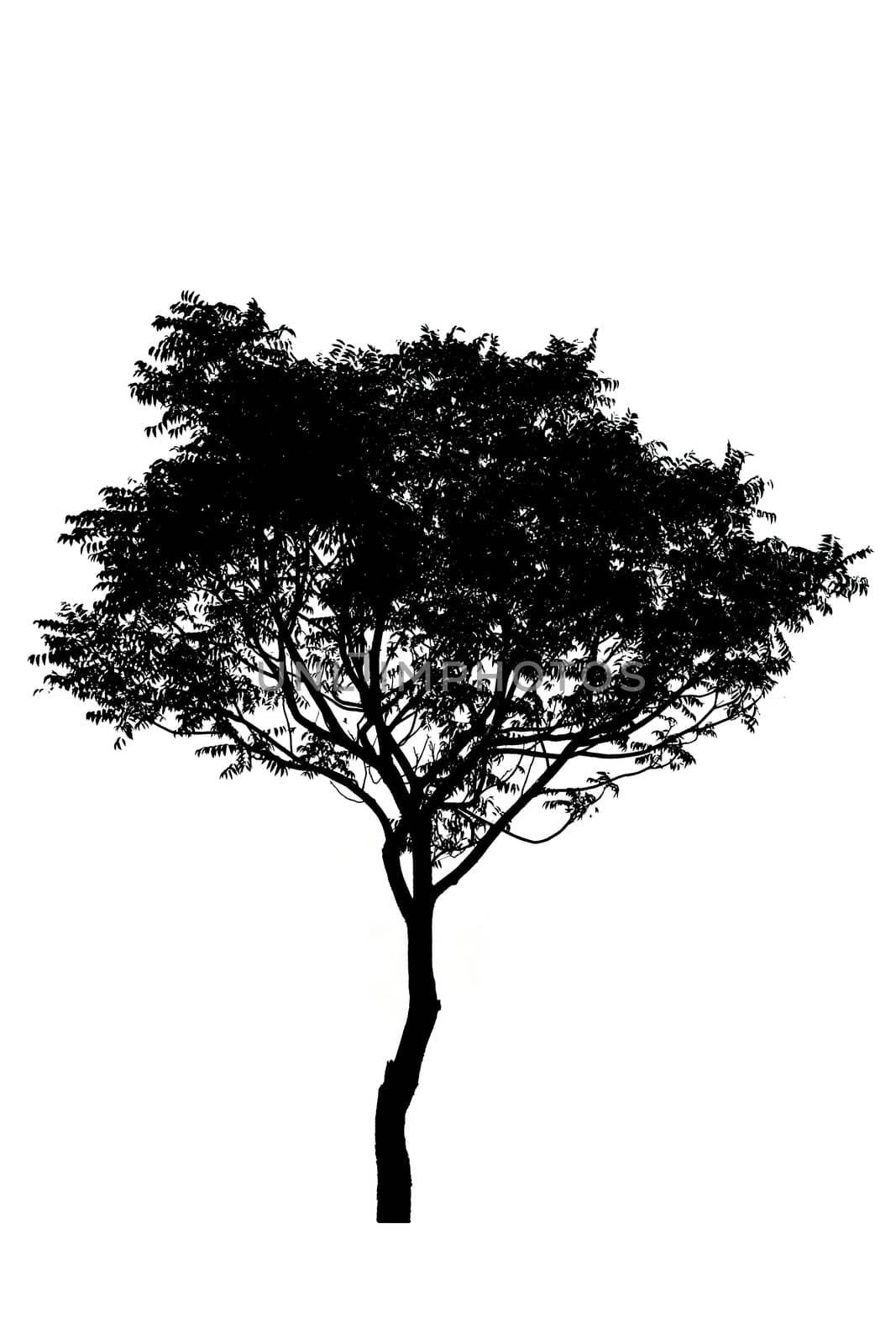 silhouette of tree isolated on white background 