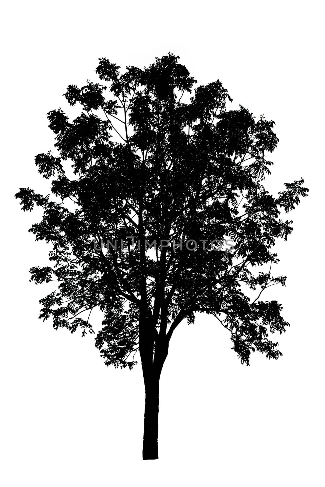 silhouette of tree isolated on white background 