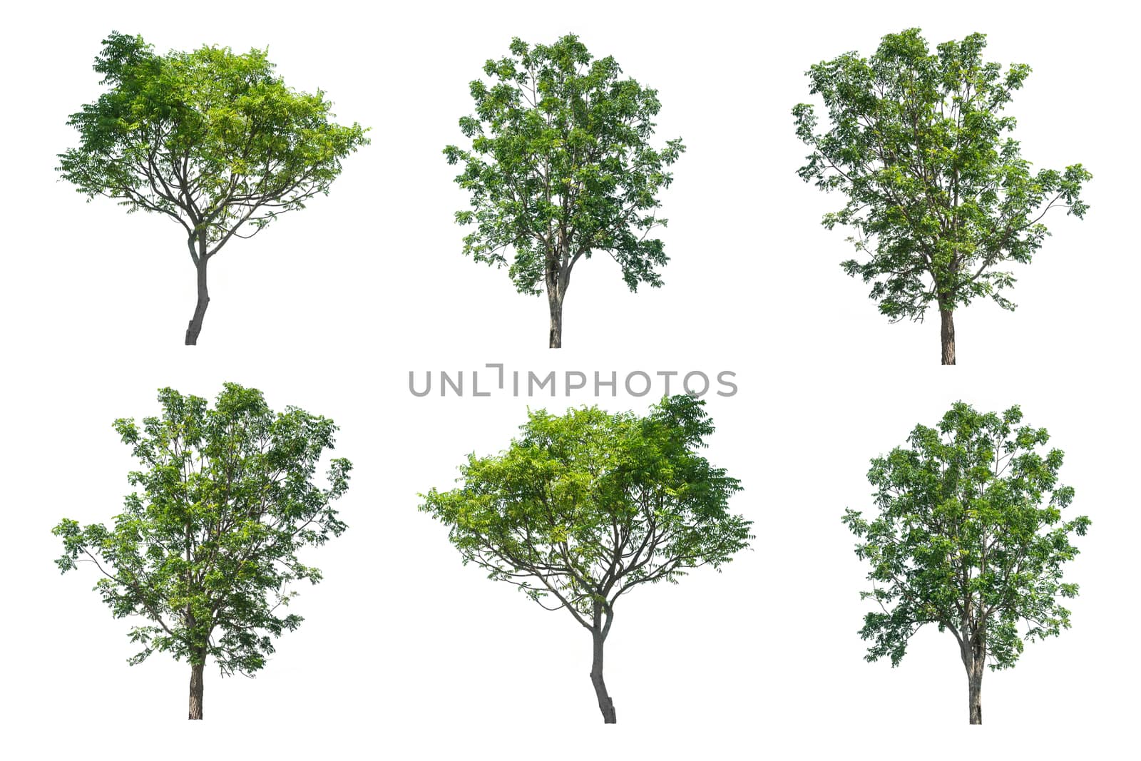collection tree isolated on white background  by rakoptonLPN