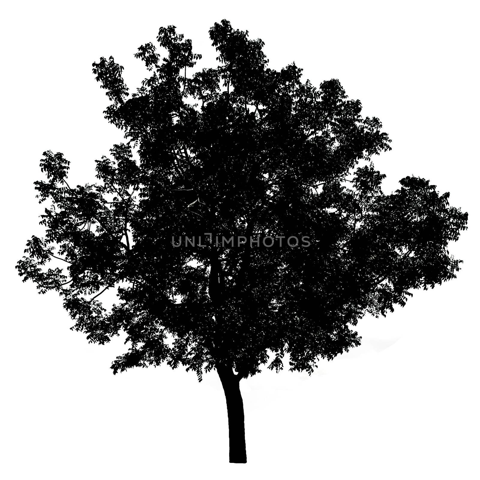 silhouette of tree isolated on white background by rakoptonLPN