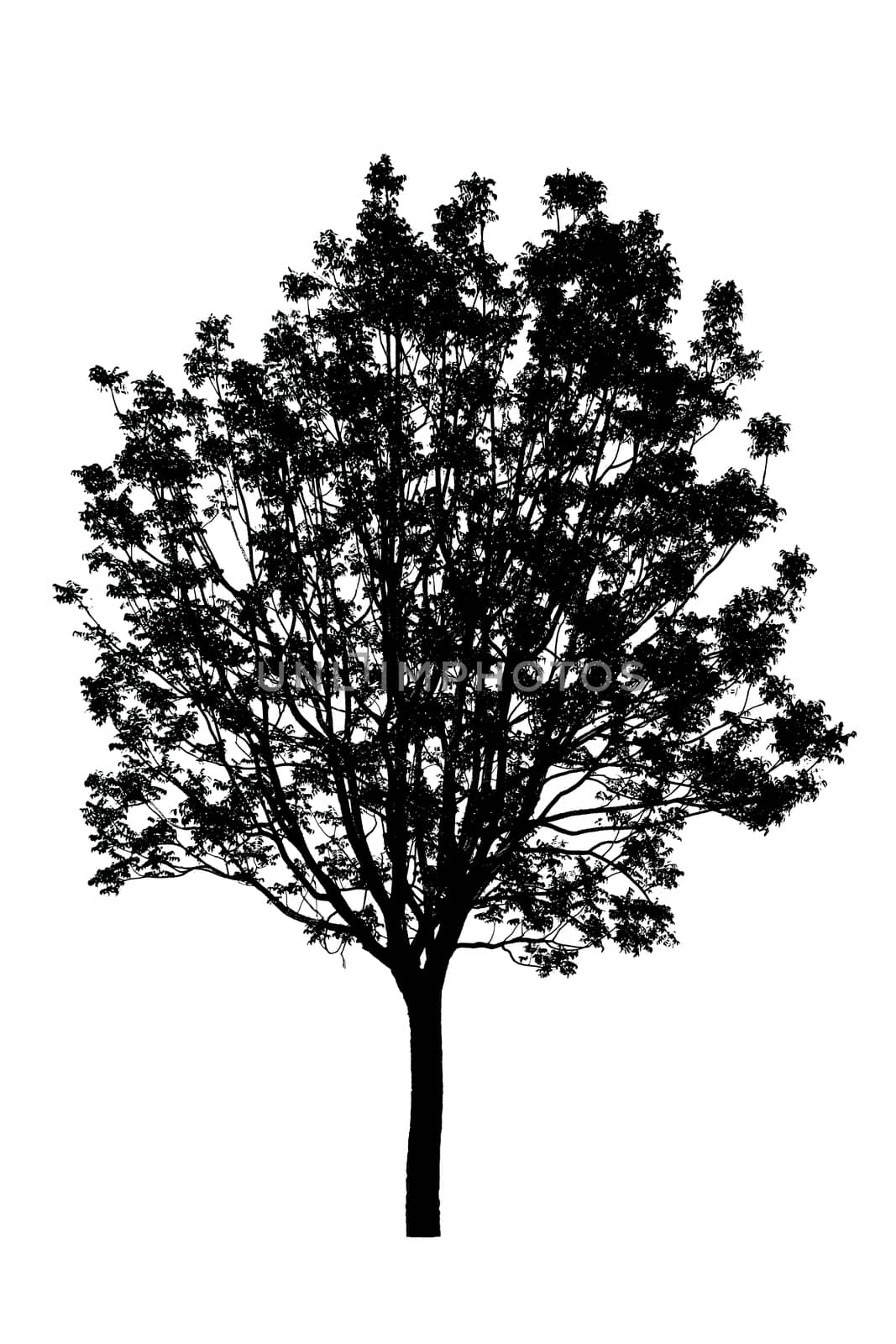 silhouette of tree isolated on white background