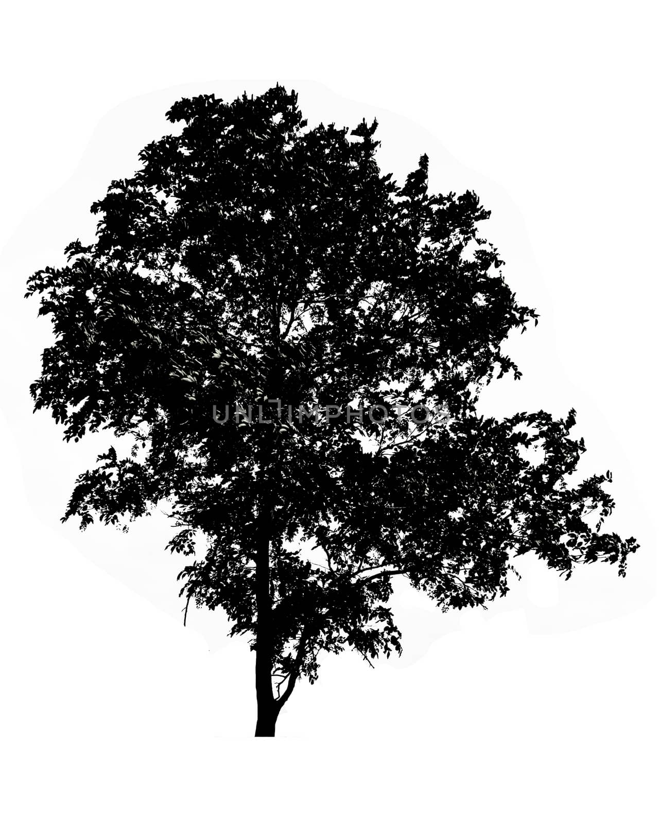 silhouette of tree isolated on white background by rakoptonLPN