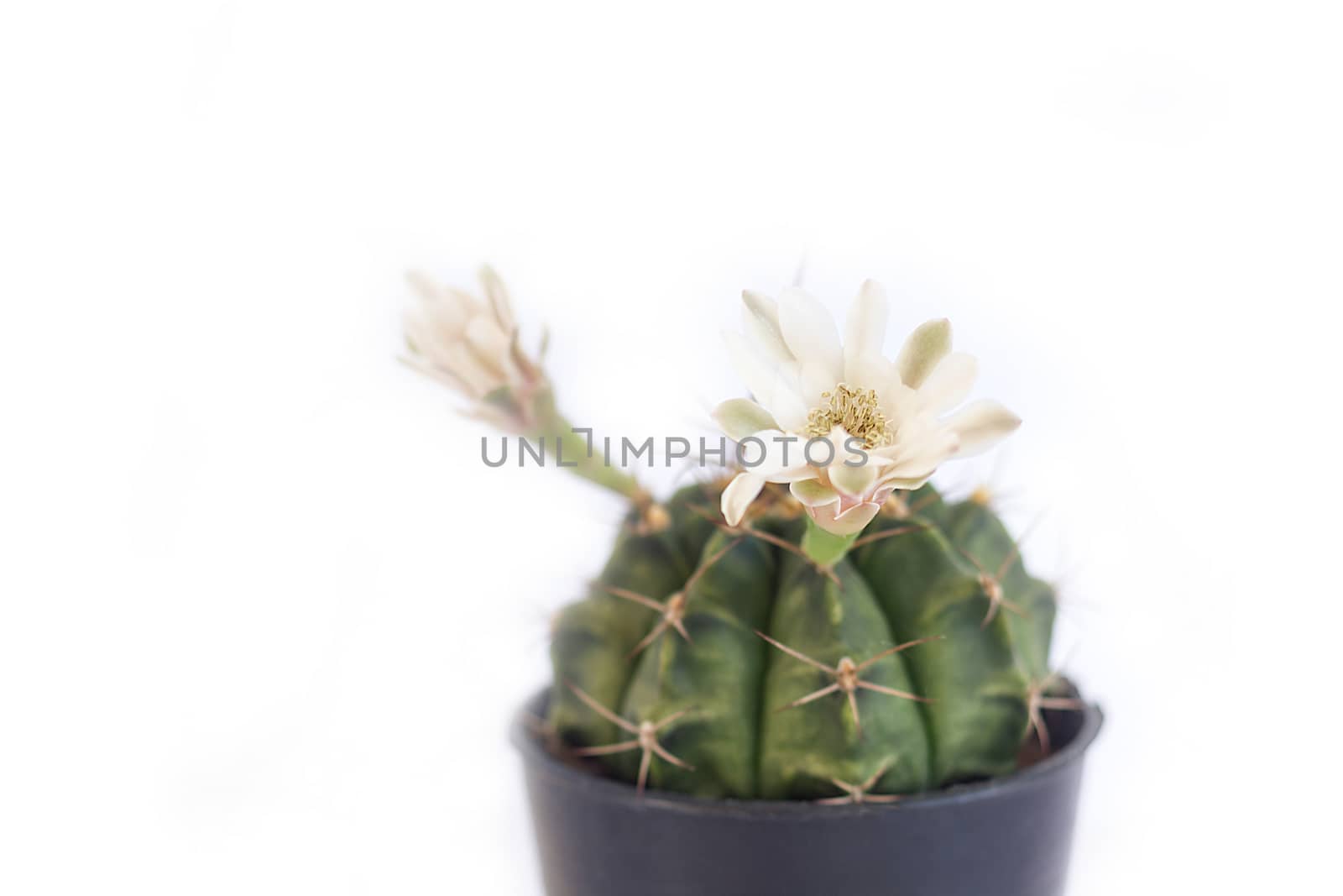 close-up of cactus flower on white background