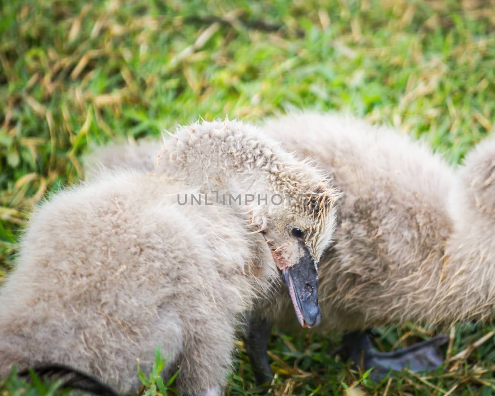 Beautiful cygnet (swan) eating fresh green grass on a fine afternoon in spring.
