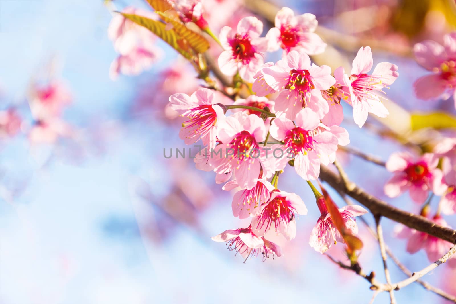 sakura thai flower in the nature with blue sky for background by rakoptonLPN