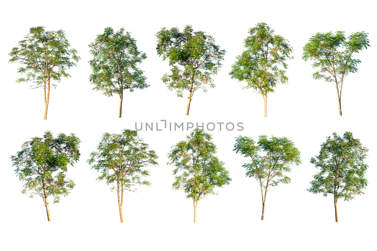 collection of green tree isolated on white background  by rakoptonLPN