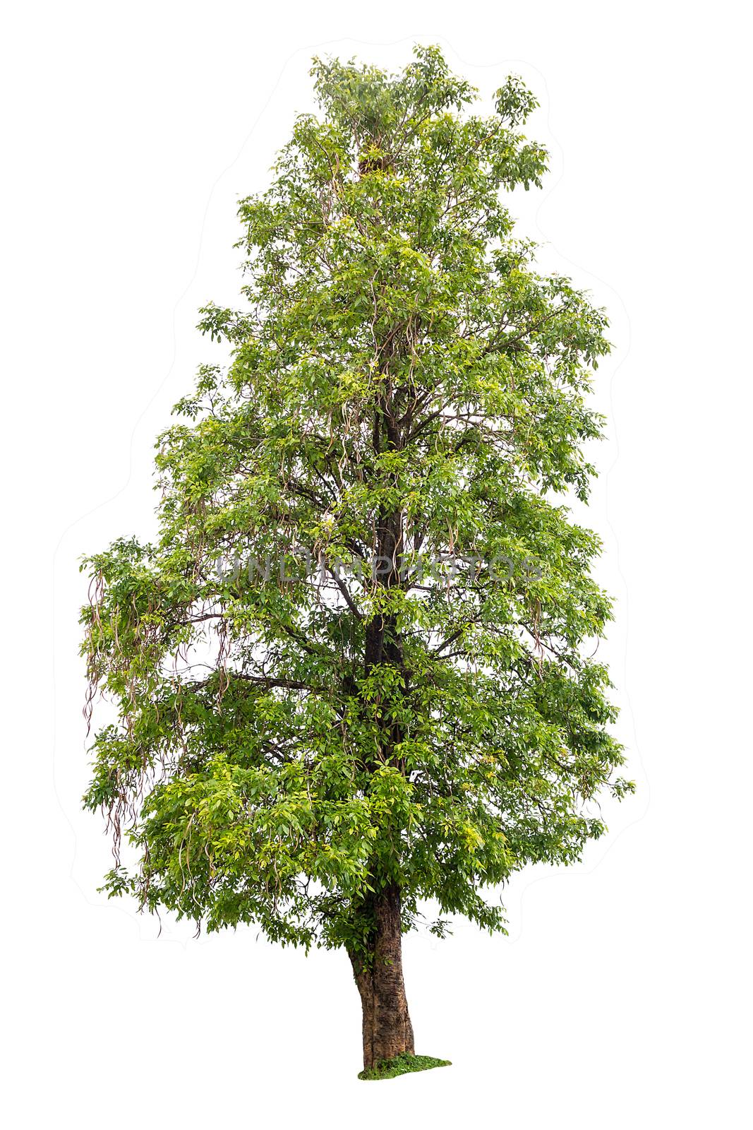 big green tree isolated on white background 