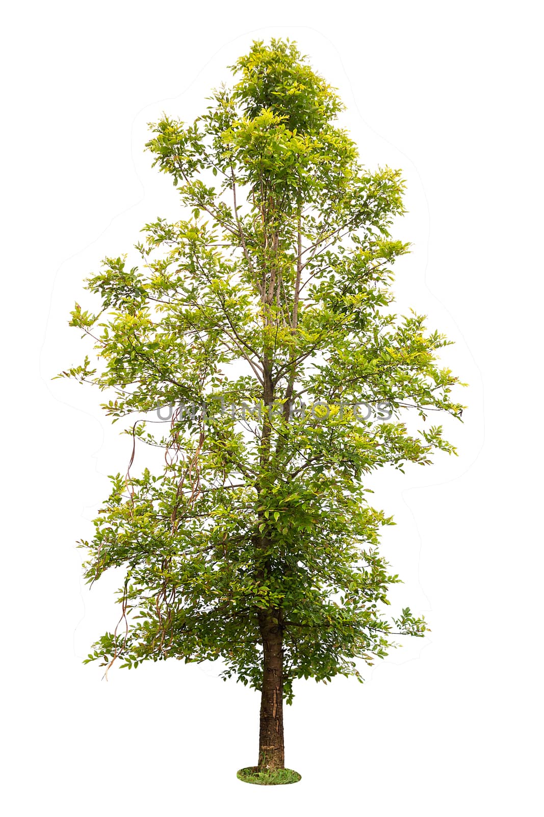 big green tree isolated on white background 