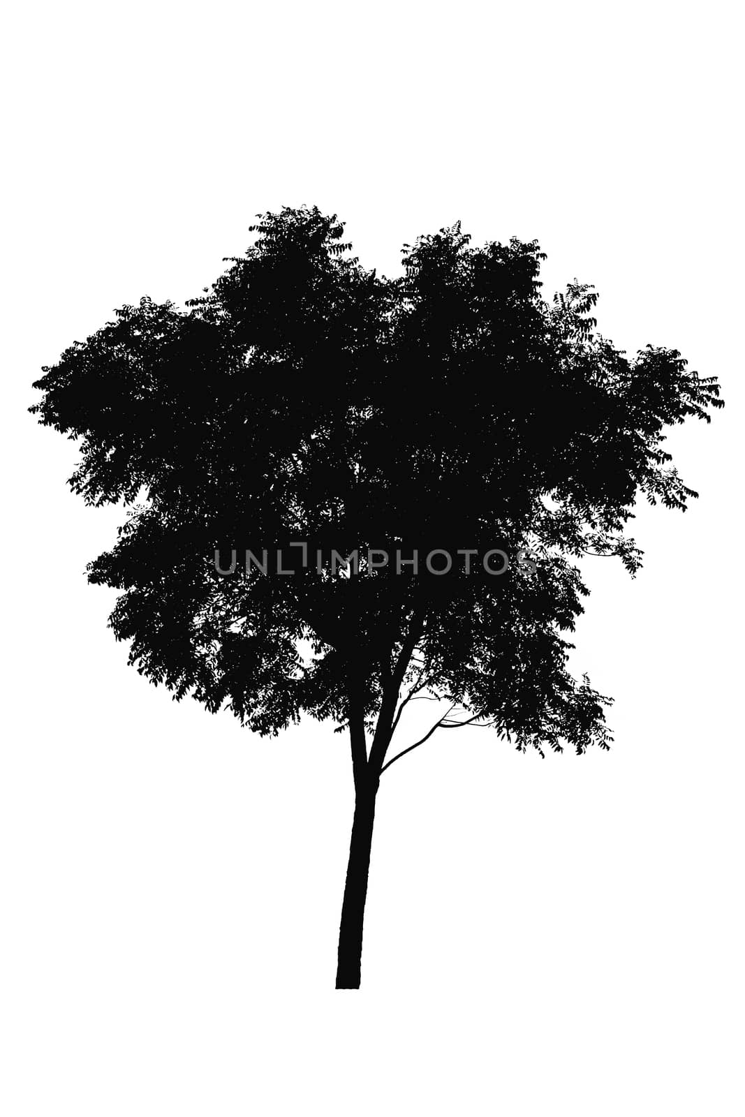 silhouette of trees isolated on white background