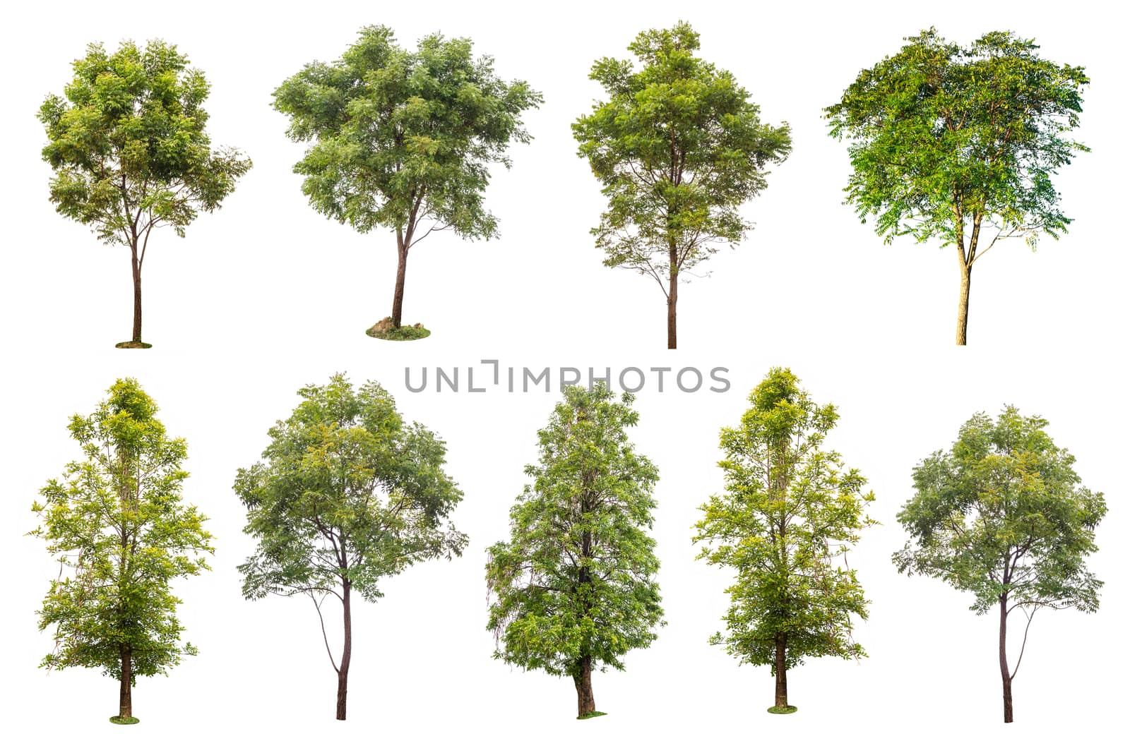 collection of green trees isolated on white background 