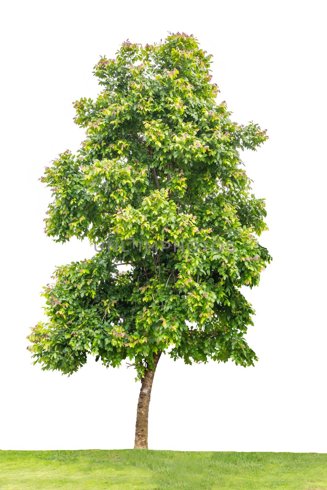 green tree isolated on white background 