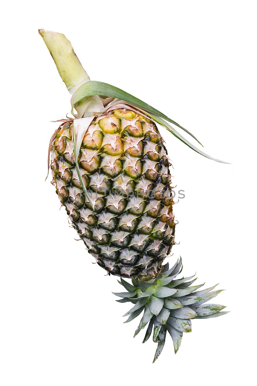 Fresh pineapple fruit isolated on white background