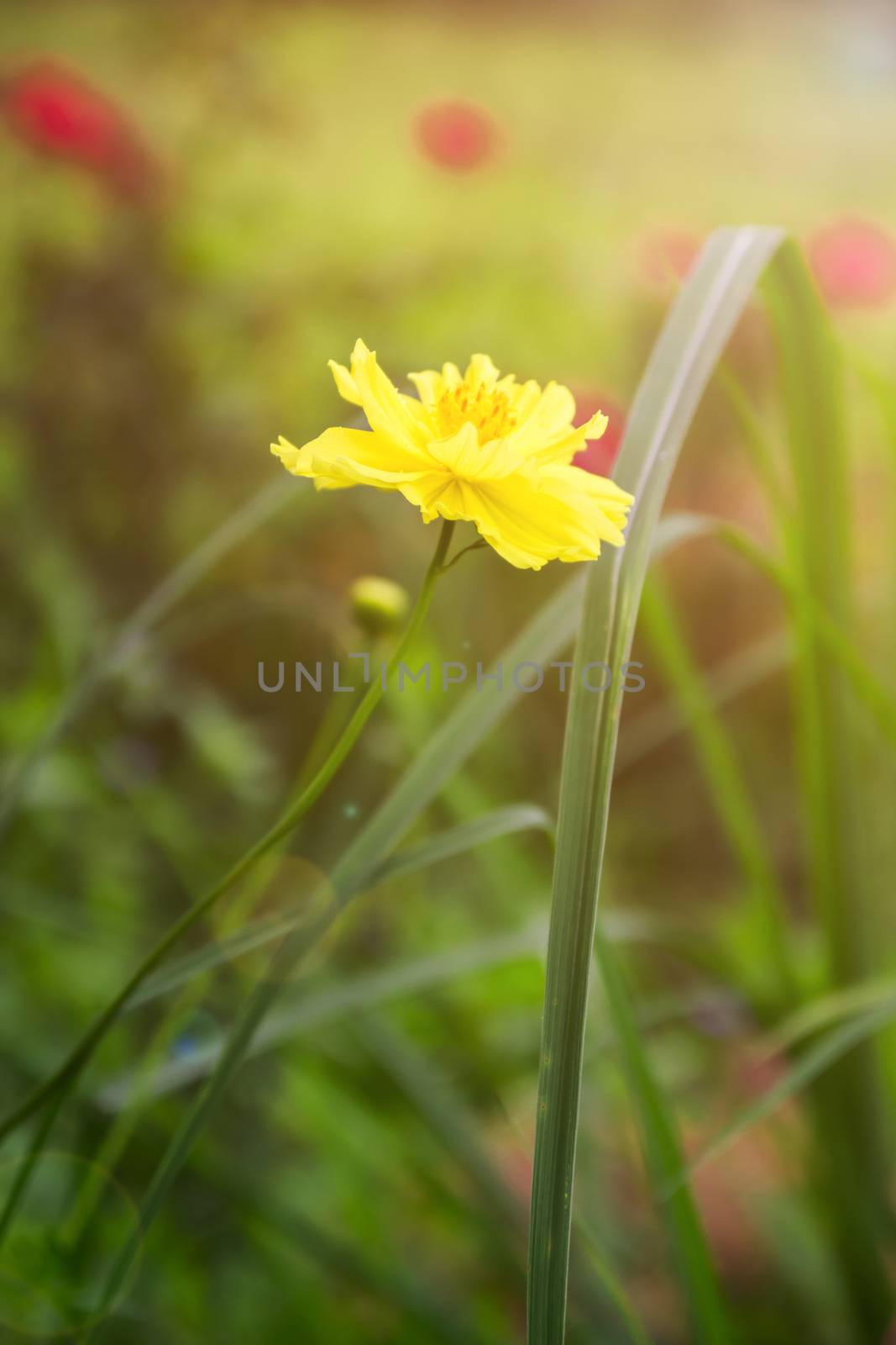 Small yellow flowers on the delicate background, macro of yellow flowers, spring background with beautiful yellow flowers