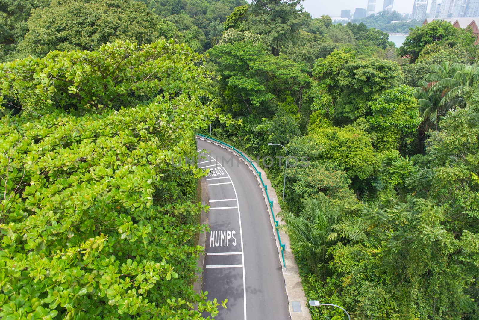 top view of curving road with trees in a public park.