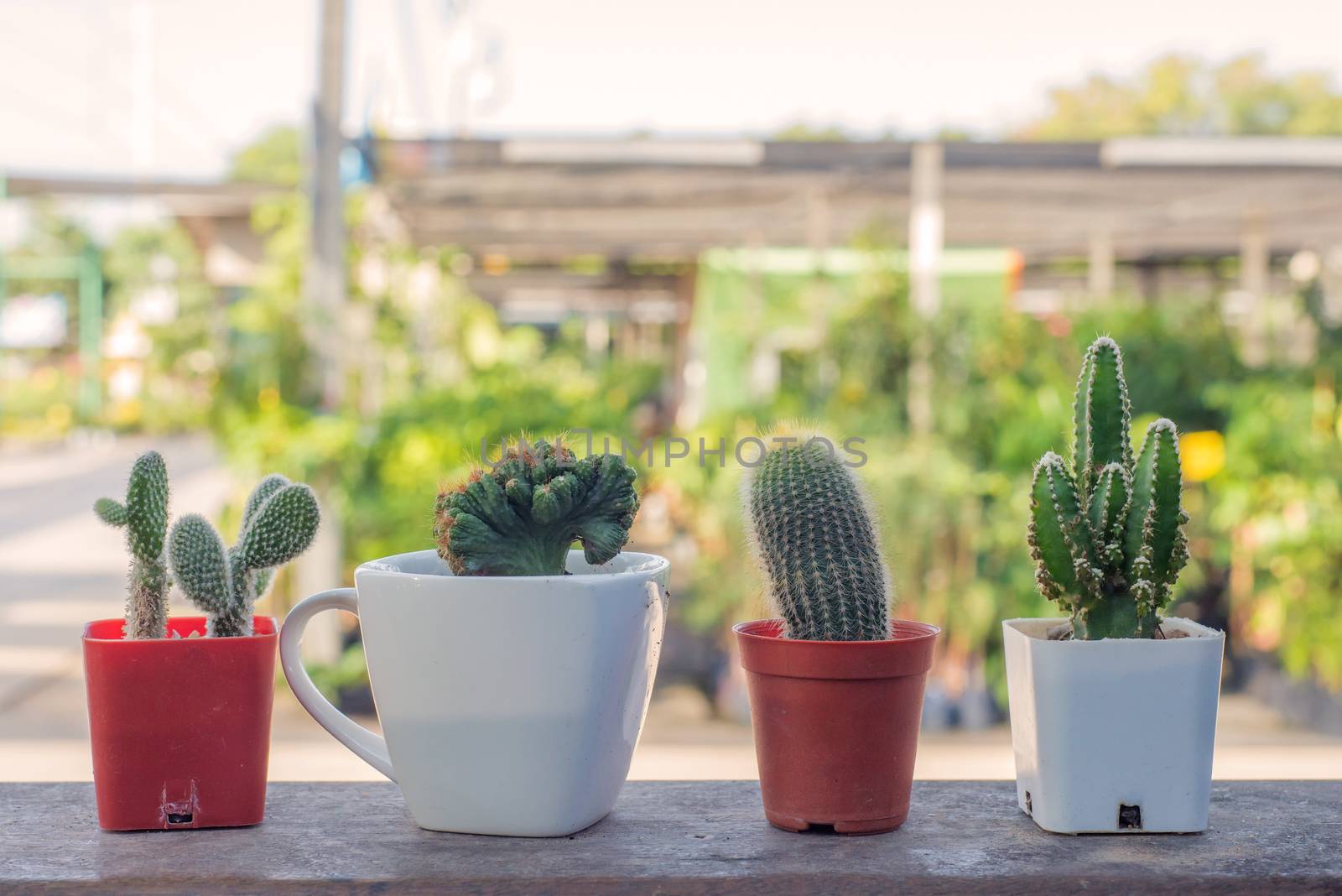 pot with cactus cactus in the morning.