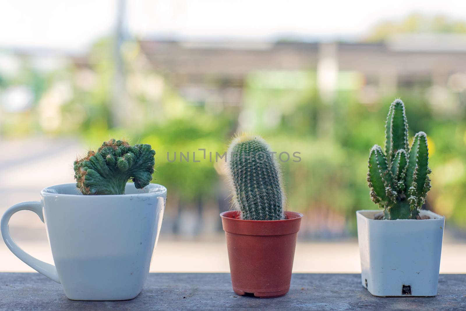 pot with cactus cactus in the morning.