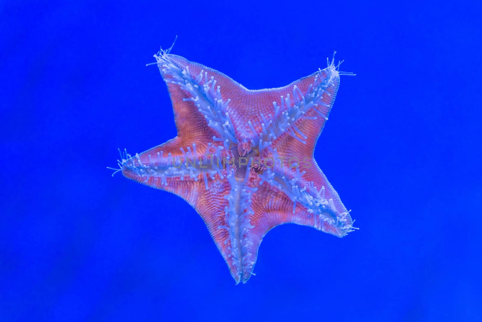 blue star fish in underwater at aquarium.