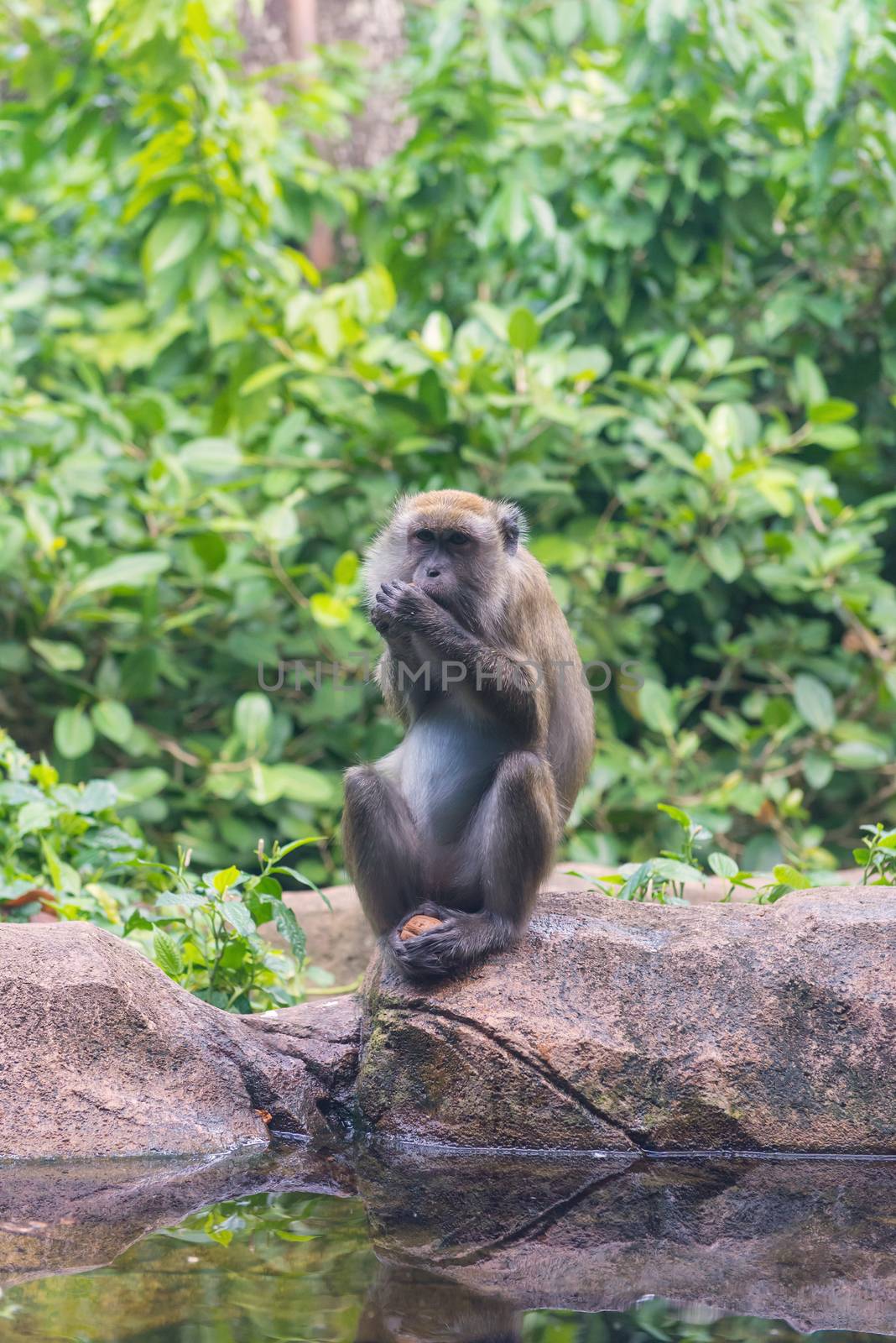 monkey and her little baby in national park, crab-eating macaque.