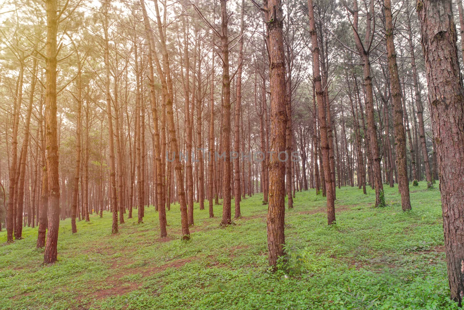 trunks of tall old trees in a pine forest.