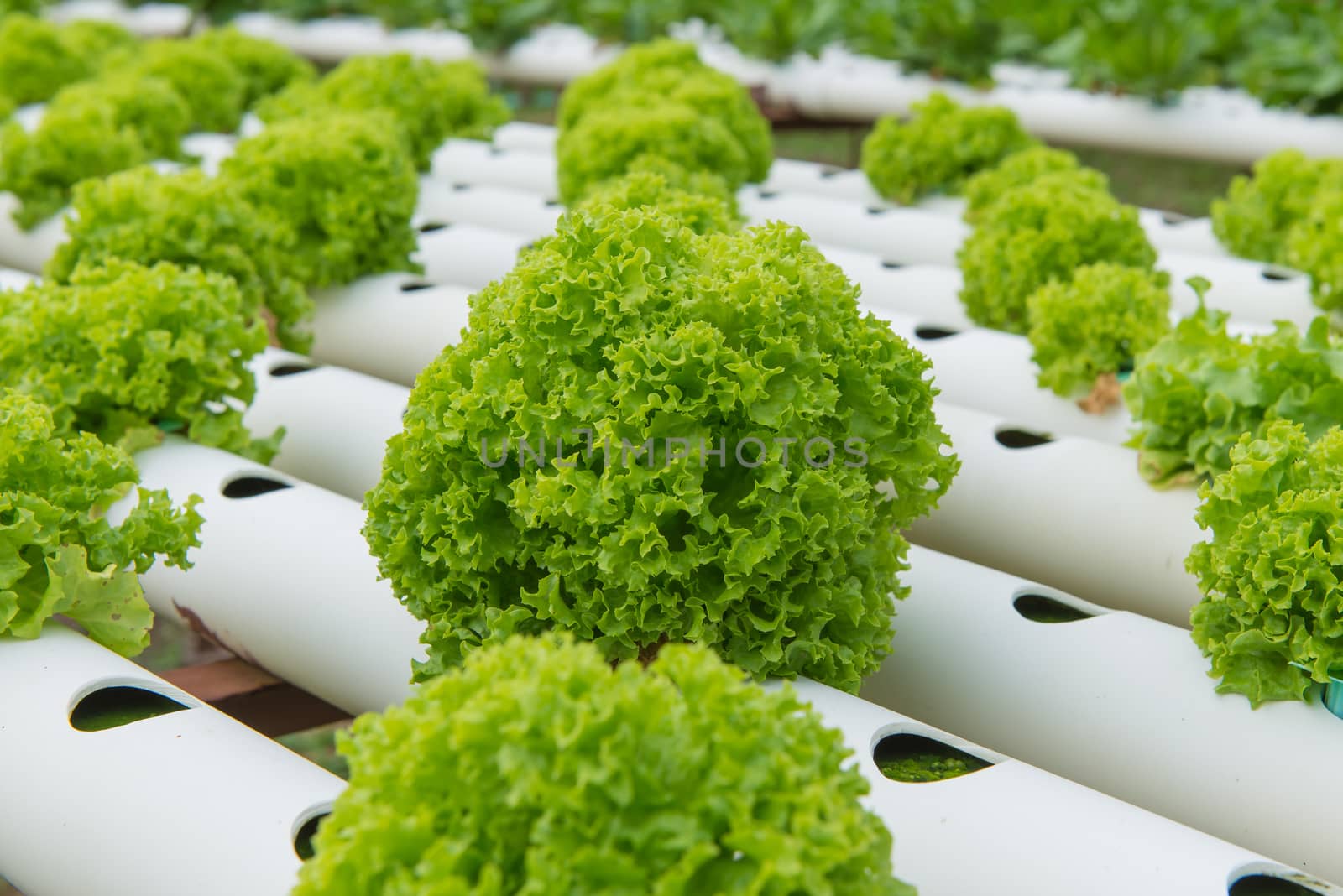 Organic hydroponic vegetable in the cultivation farm.