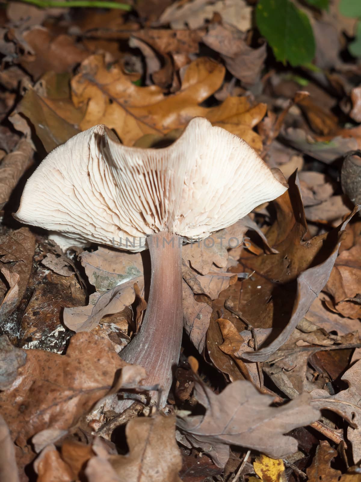 woodland forest floor mushroom autumn cap white and brown; essex; england; uk