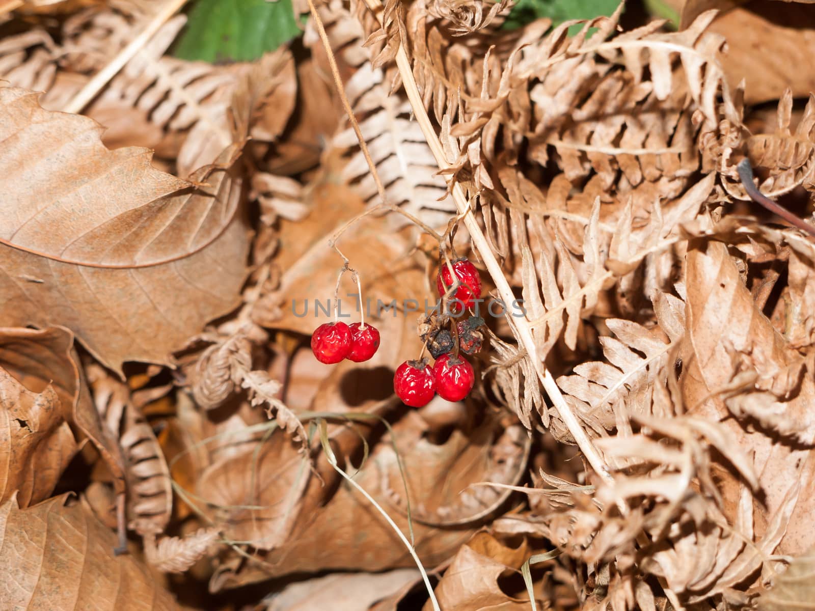 close up of red deadly night shade shriveled berries ground autumn leaves fall; essex; england; uk