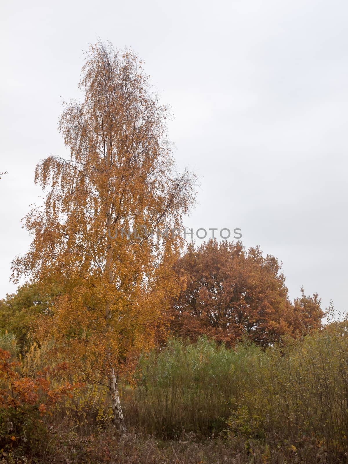 autumn red orange tree leaves brown autumn overcast moody sky background space country landscape; essex; england; uk