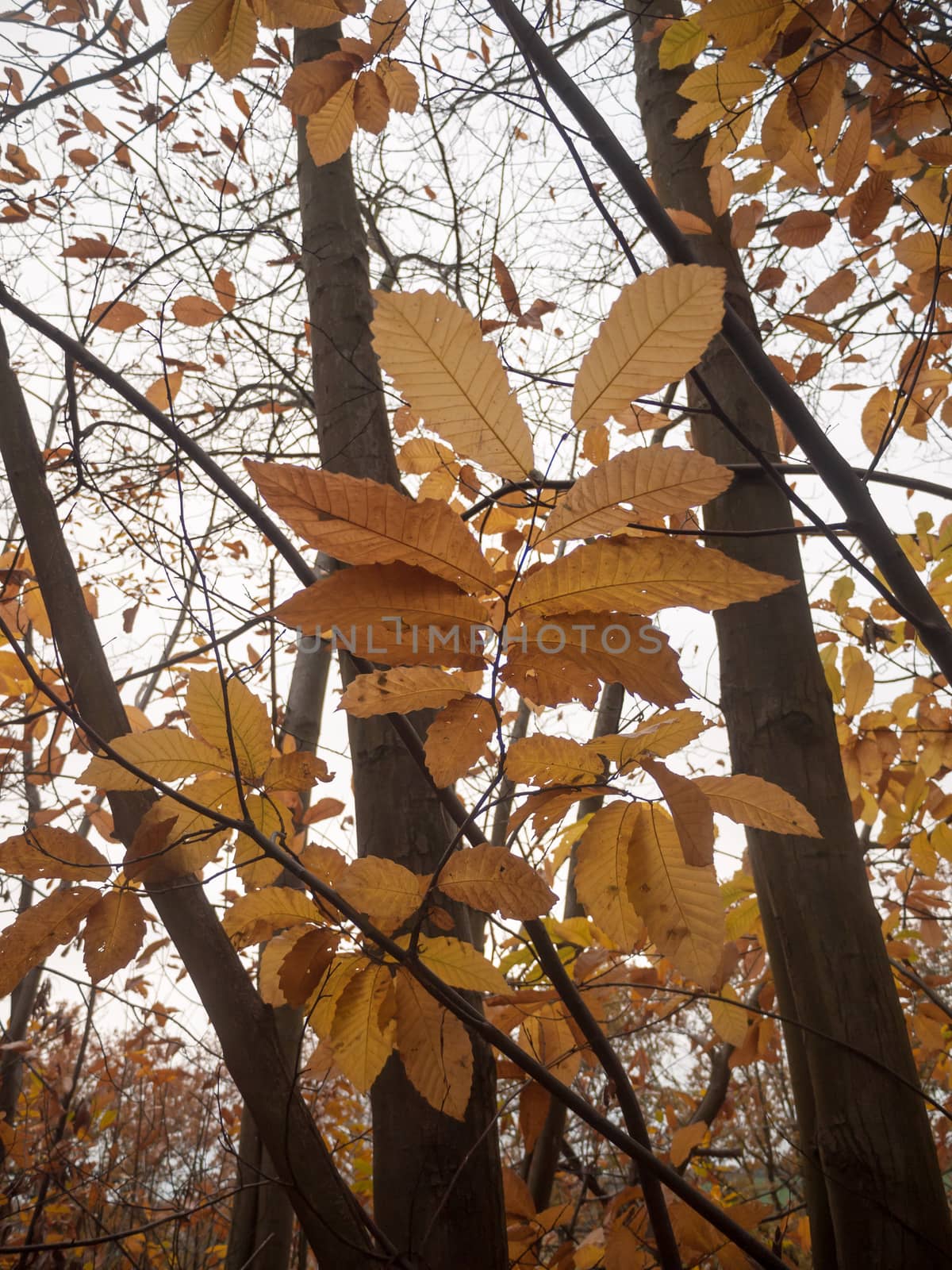 close up orange autumn leaves on bare branch autumn forest tree; essex; england; uk