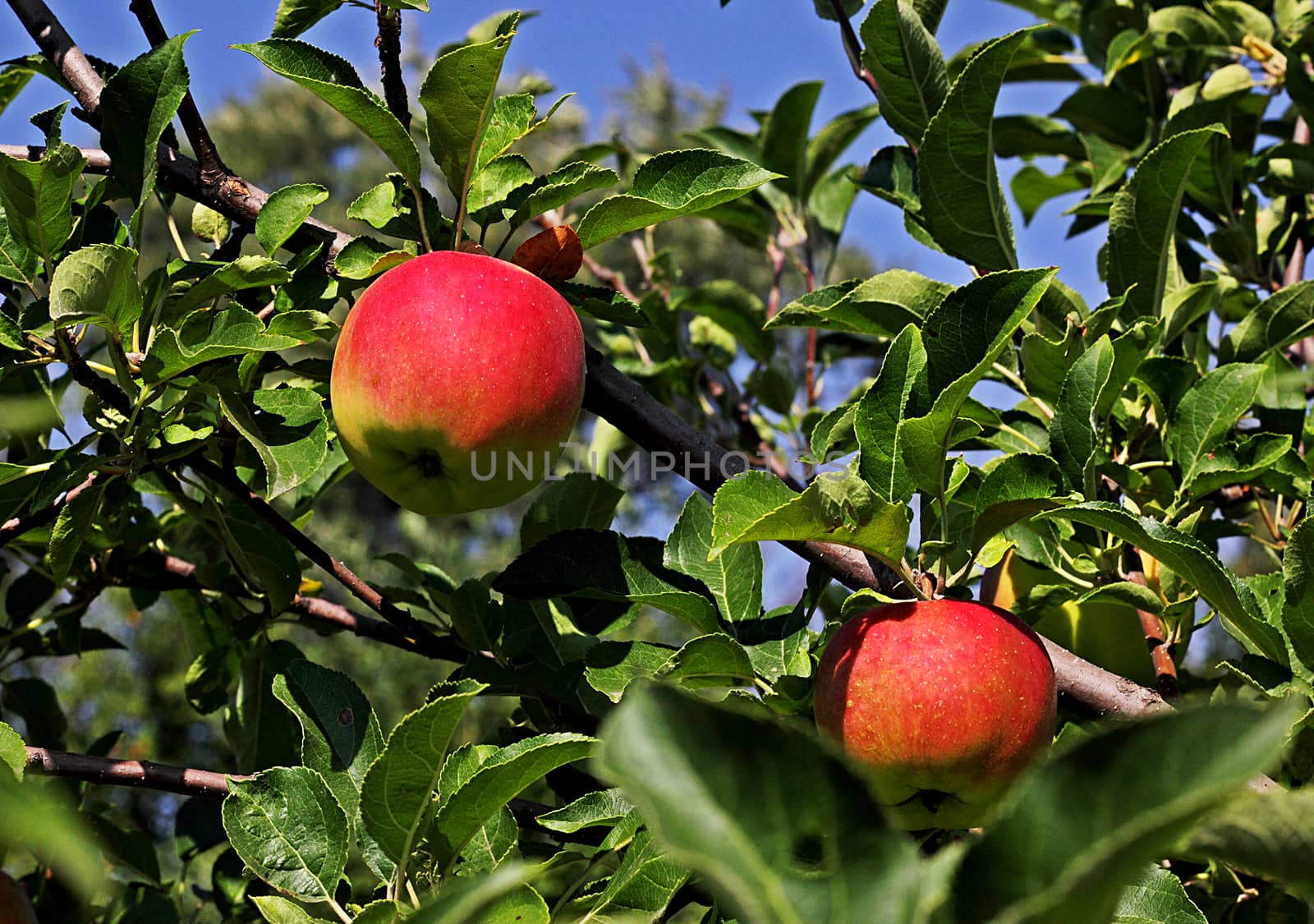 Photo of immature apples in the garden on a summer sunny day.