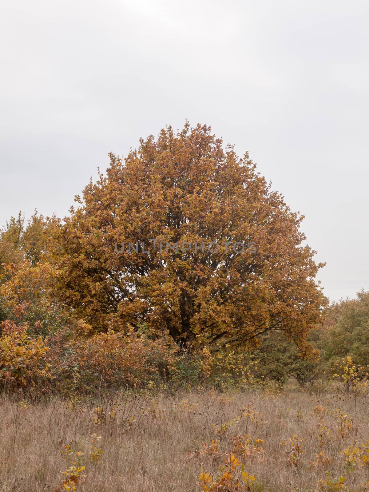 autumn red orange tree leaves brown autumn overcast moody; essex; england; uk sky background space country landscape