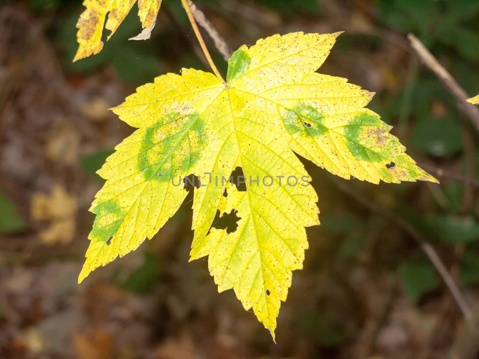 yellow autumn leaf full forest dying foliage plant tree; essex; england; uk