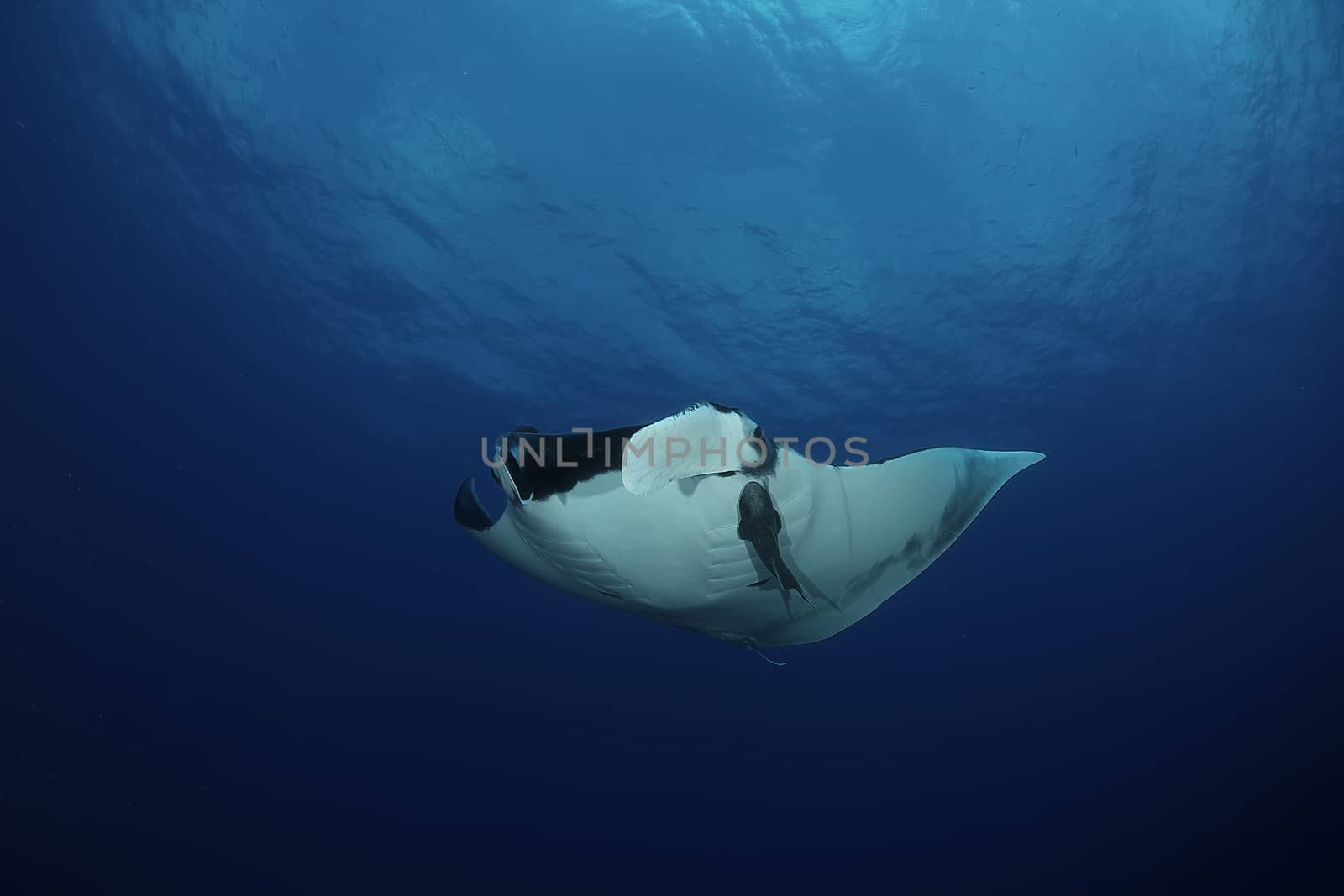 Manta ray diving Underwater Galapagos islands Pacific Ocean