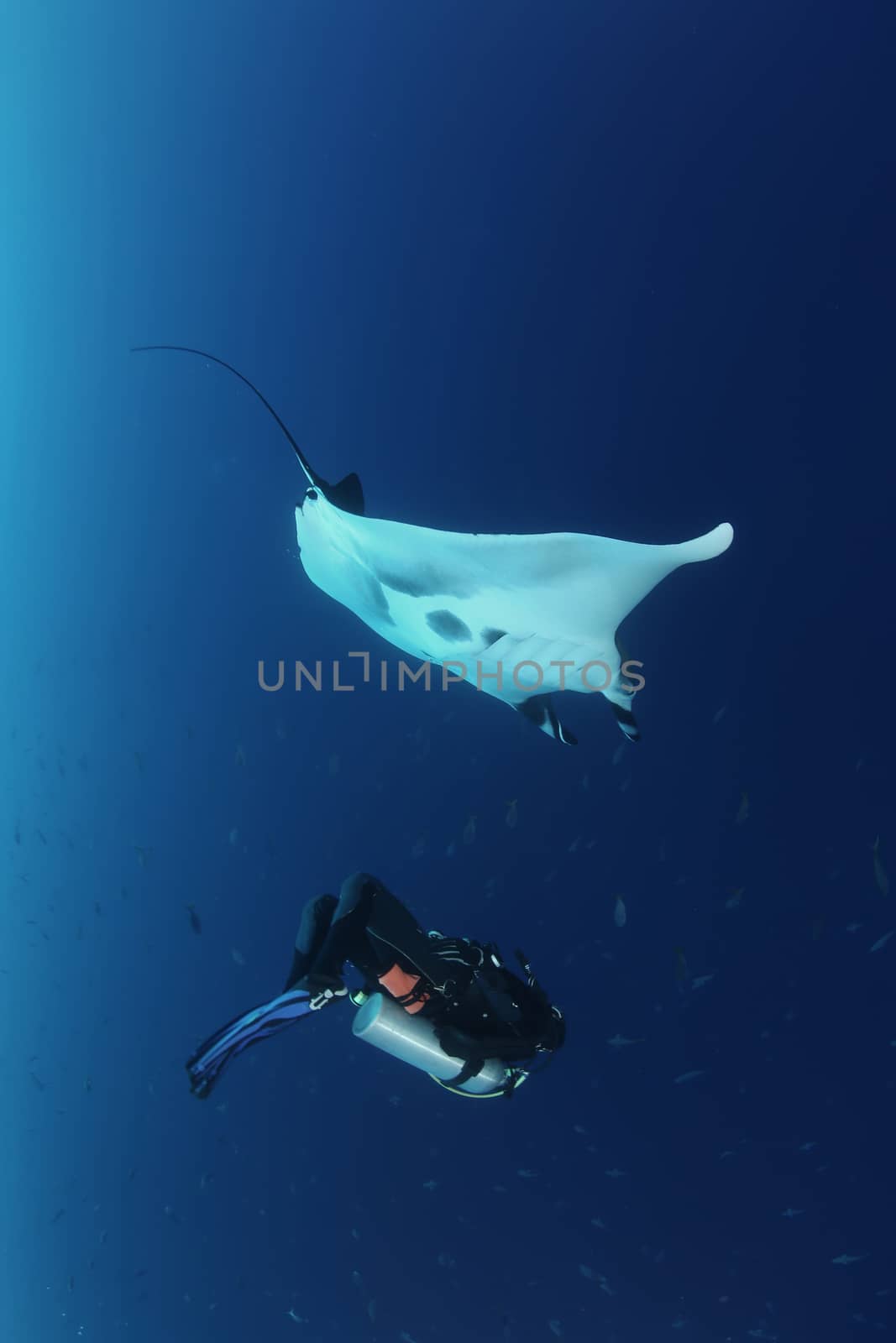 Manta ray diving Underwater Galapagos islands Pacific Ocean