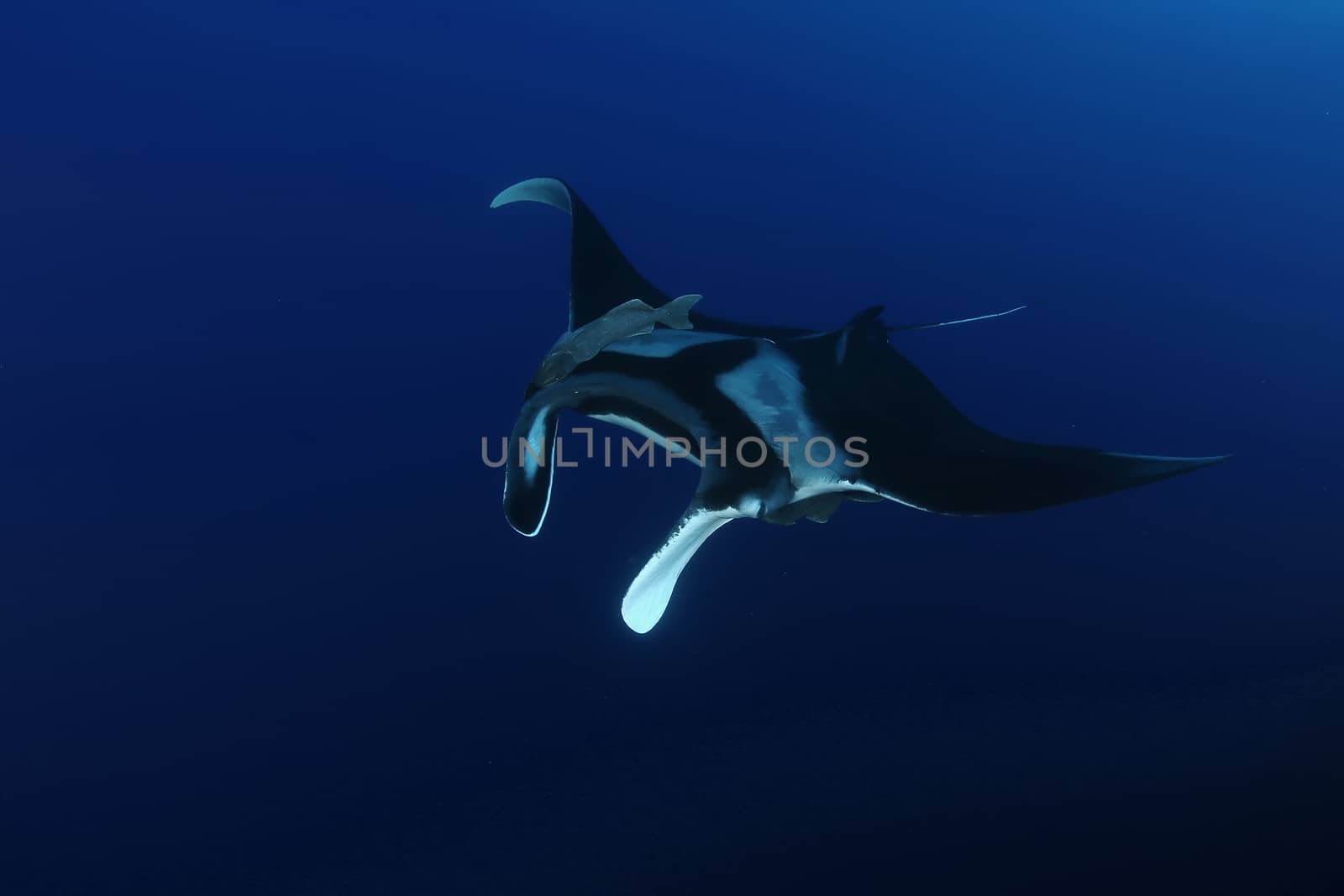 Manta ray diving Underwater Galapagos islands Pacific Ocean